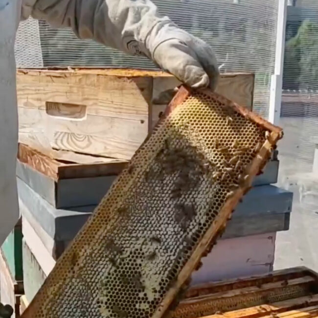 ruches sur le toit de Flipo